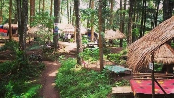Hutan Pinus Nongko Madiun