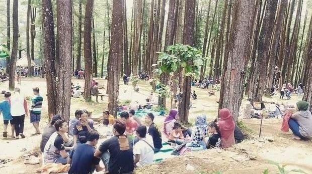 Hutan Pinus Nongko Madiun