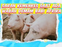 Video KuTips: Imbauan Kemenkes di Tengah Wabah Demam Babi Afrika