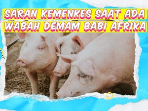 Video KuTips: Imbauan Kemenkes di Tengah Wabah Demam Babi Afrika