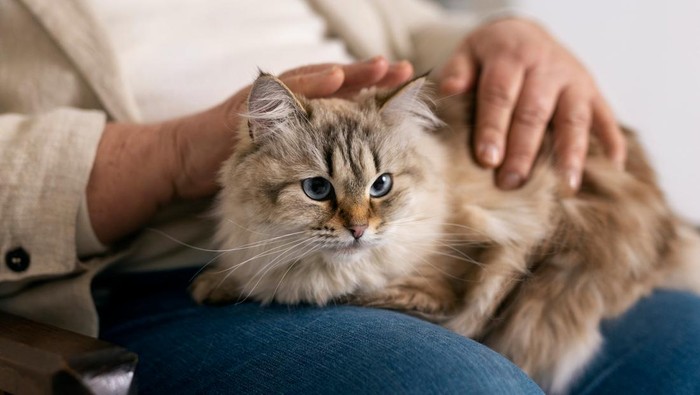 Manfaat Memelihara Kucing Menurut Spiritual dan Secara Ilmiah