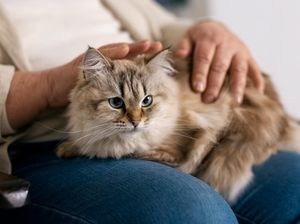 6 Tips Membasmi Kutu Kucing yang Aman dan Tanpa Obat
