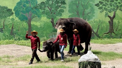 Melihat Perayaan Ulang Tahun Gajah Gonzales di KBS