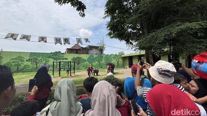 Pengunjung KBS Disuguhi Perayaan Ulang Tahun Gajah Gonzales
