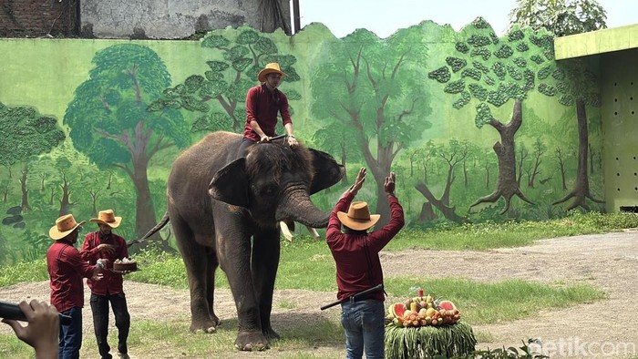 Pengunjung KBS Disuguhi Perayaan Ulang Tahun Gajah Gonzales