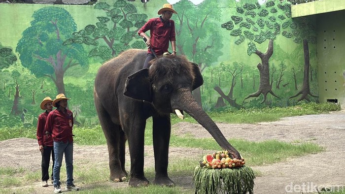 Pengunjung KBS Disuguhi Perayaan Ulang Tahun Gajah Gonzales Pengunjung KBS Disuguhi Perayaan Ulang Tahun Gajah Gonzales