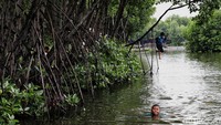 Terlihat anak-anak melompat dari pohon mangrove dan bermain air di tambak udang dengan riang gembira. Pilihannya hanya berdamai dengan keadaan.