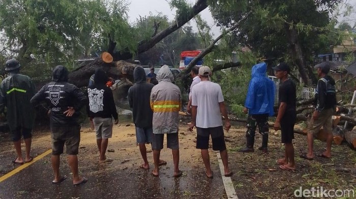 Pohon tumbang di Jalan Poros Maros-Bone di Kecamatan Bengo yang menyebabkan lalin lumpuh 1 km.