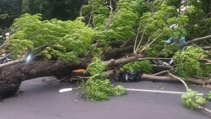 pohon tumbang timpa pemotor di Jalan Raya Wonoayu Sidoarjo