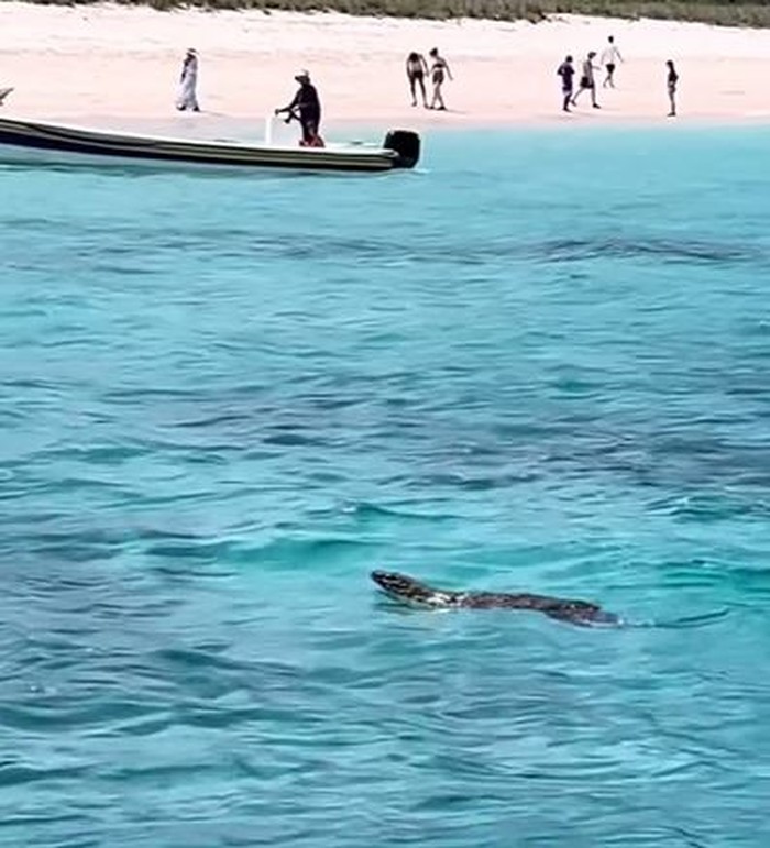 Tangkapan layar viral video seekor komodo sedang berenang di Long Pink Beach, Taman Nasional Komodo, Labuan Bajo, Manggarai Barat, NTT.