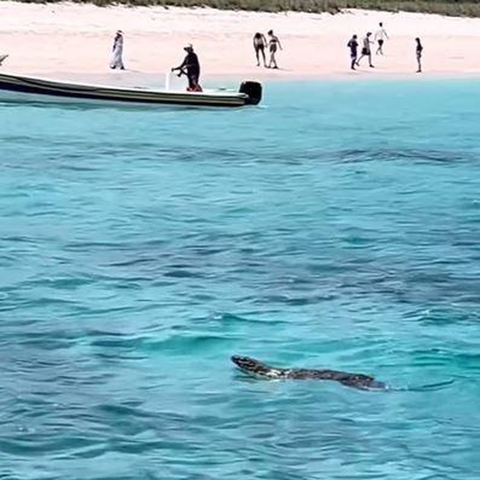 Tangkapan layar viral video seekor komodo sedang berenang di Long Pink Beach, Taman Nasional Komodo, Labuan Bajo, Manggarai Barat, NTT.