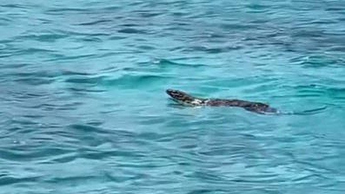 Tangkapan layar viral video seekor komodo sedang berenang di Long Pink Beach, Taman Nasional Komodo, Labuan Bajo, Manggarai Barat, NTT.
