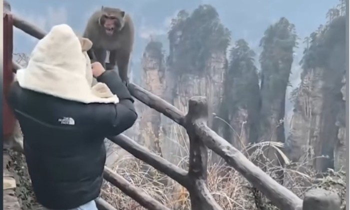 Turis di Taman Hutan Nasional Zhangjiajie