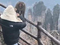 Tak Terima Tasnya Dirampas, Turis Adu Mekanik dengan Monyet Makaka