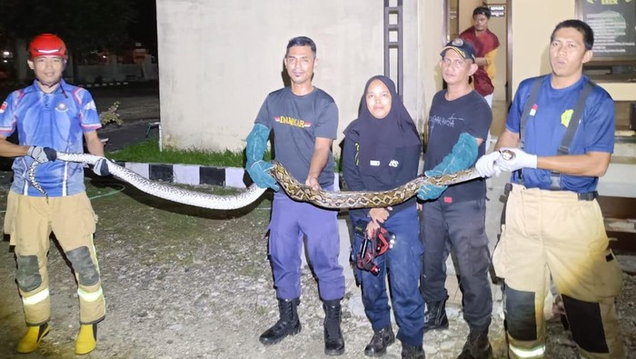Ular piton 4 meter dievakuasi di Polsek Wotu, Luwu Timur.