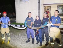 Piton 4 Meter Lilit Ayam Milik Polisi di Polsek Wotu Lutim, Damkar Evakuasi
