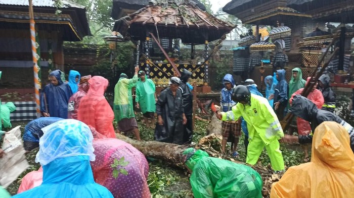 Warga dan Polsek Gianyar menangani pohon tumbang timpa Pura Dalem Madangan, Gianyar, Sabtu (21/12/2024). (dok Polsek Gianyar)