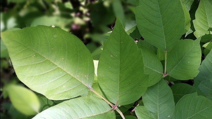 Daun poison ivy