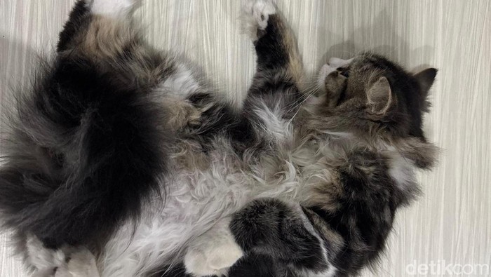 Ilustrasi kucing tidur telentang.