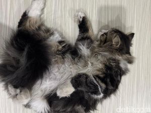 Polisi Cari Airsoft Gun yang Dipakai Sandi Tembak Kucing