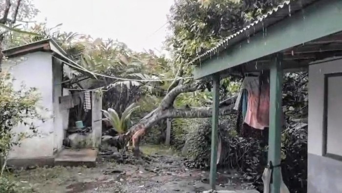 Pohon tumbang timpa rumah di Bondowoso