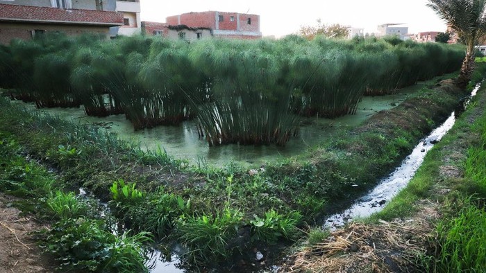 Pengolahan papirus dari tanaman menjadi kertas termasuk salah satu industri tertua di dunia. Di Mesir, pengolahan papirus ini diperkirakan mulai tahun 2.900 SM.