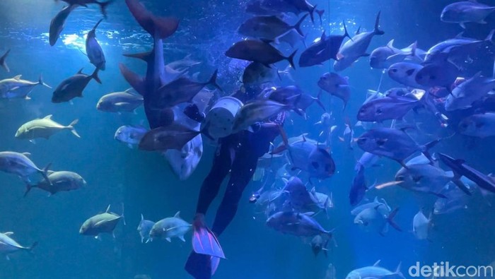 Aquarium Indonesia Pangandaran.