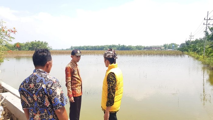 Banjir di Lamongan rendam puluhan hektare sawah siap panen