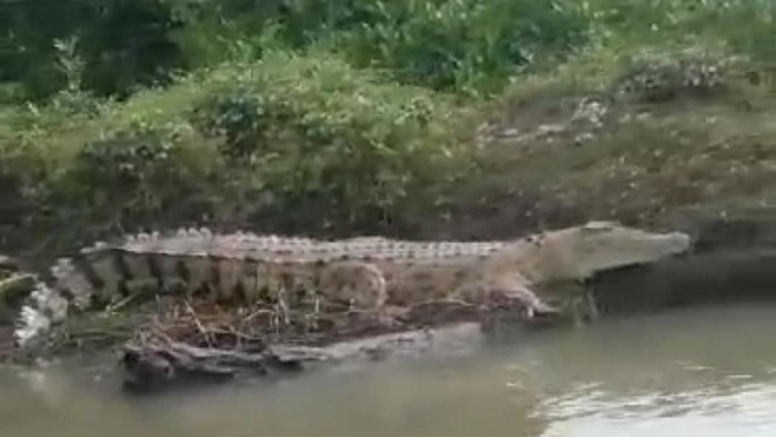 Buaya besar muncul di Sungai Kepetingan Sidoarjo
