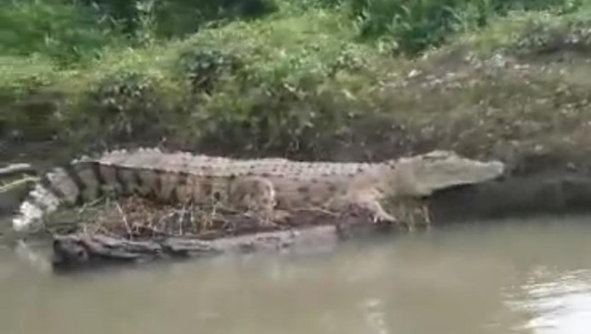 Heboh Buaya di Australia Ikutan Pura-pura Tenggelam Mirip di Kalimantan