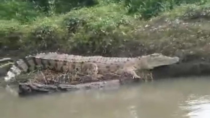 Buaya besar muncul di Sungai Kepetingan Sidoarjo