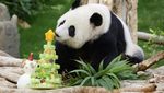 Gemasnya Panda An An dan Ke Ke Rayakan Natal Pertama di Hong Kong