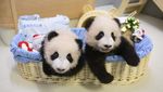 Gemasnya Panda An An dan Ke Ke Rayakan Natal Pertama di Hong Kong