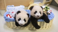 Sepasang panda berusia lima tahun bernama An An dan Ke Ke merayakan Natal pertama mereka lebih awal di taman Hong Kong.