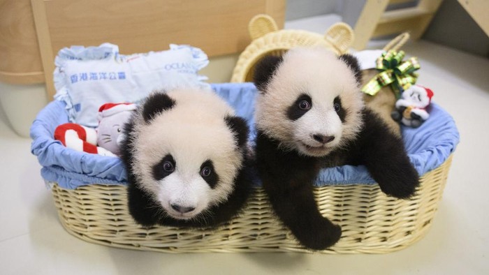 In this photo released by Hong Kong Ocean Park, twin panda cubs are shown with Christmas decorations at the Ocean Park in Hong Kong on Dec 18, 2024. (Hong Kong Ocean Park via AP)