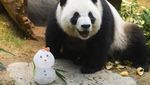 Gemasnya Panda An An dan Ke Ke Rayakan Natal Pertama di Hong Kong