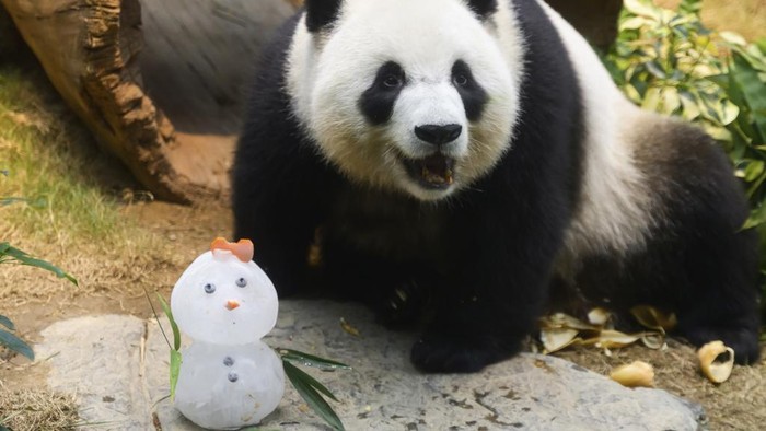 In this photo released by Hong Kong Ocean Park, twin panda cubs are shown with Christmas decorations at the Ocean Park in Hong Kong on Dec 18, 2024. (Hong Kong Ocean Park via AP)