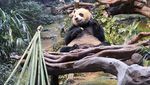 Gemasnya Panda An An dan Ke Ke Rayakan Natal Pertama di Hong Kong