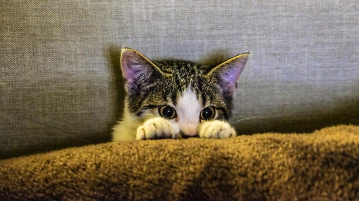 Hal yang Ditakuti Kucing, Mulai dari Suara-Aroma