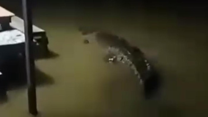 Heboh buaya muncul di permukiman warga di Maros saat banjir.