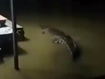 Video: Heboh Buaya Masuk Permukiman Warga saat Banjir di Kaltim, Ini Imbauan Tim SAR