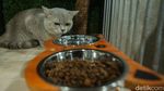 Hotel Kucing di Depok Ini Punya Fasilitas Playground, Dijamin Betah