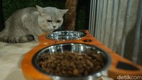 Uniknya pemilik kucing bisa mendapatkan laporan berupa video mulai dari makan, bermain hingga poop sehingga pemilik kucing pun dapat tenang menitipkan kucingnya di sini.