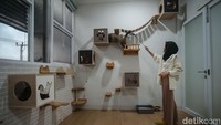 Bukan cuma menginap, hotel kucing satu ini juga memiliki fasilitas playground untuk para kucing.