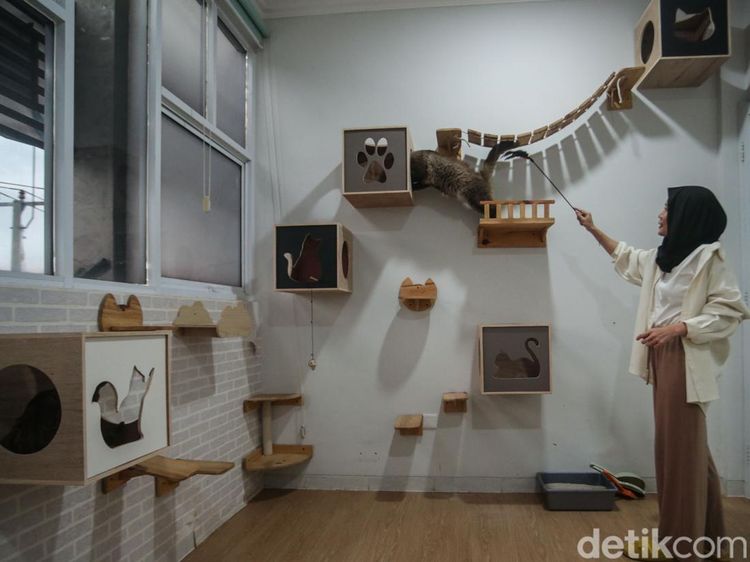 Hotel Kucing di Depok Ini Punya Fasilitas Playground, Dijamin Betah