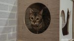Hotel Kucing di Depok Ini Punya Fasilitas Playground, Dijamin Betah