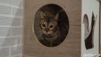 Sebelum masuk kucing diperiksa kesehatannya agar tidak menular ke kucing lainnya, jika saat menginap kucing terkena sakit pihaknya akan membawa kucing tersebut ke klinik hewan.