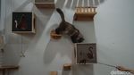 Hotel Kucing di Depok Ini Punya Fasilitas Playground, Dijamin Betah