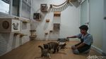 Hotel Kucing di Depok Ini Punya Fasilitas Playground, Dijamin Betah