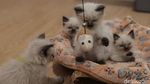 Hotel Kucing di Depok Ini Punya Fasilitas Playground, Dijamin Betah